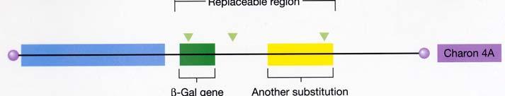 region of viral DNA or how, with several restriction site, DNA may be replaced How is it done?