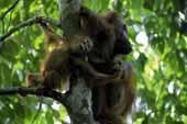 Primate Habitat Remaining 60,000 Orang Utans will disappear within 15