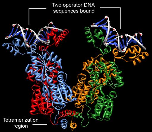 LacI bound to 2 DNA operator