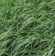 This ensures uniformity across the field unlike some Wintergrazer 70 Rye Wintergrazer 70 was selected for wider leaves, increased tillering and greater forage production.