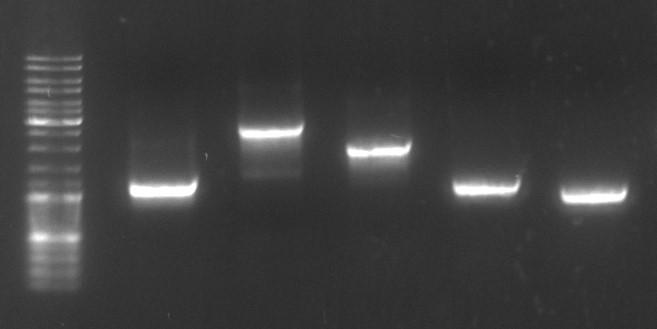 3 kb 500 bp a b 1 kb c d PCR Performance of VitaTaq Polymerase with template lengths from 3 kb and 500 bp PCR Performance of VitaTaq Polymerase (d) & competitors (a, b, c) VitaTaq 2X Mastermix Clear
