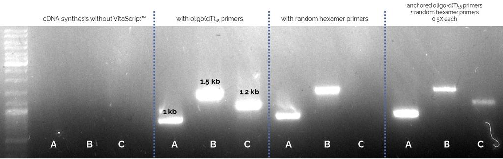 Primers are included as a convenient 10X solution. Endpoint PCR with cdna from VitaScript First Strand cdna Synthesis Kit.