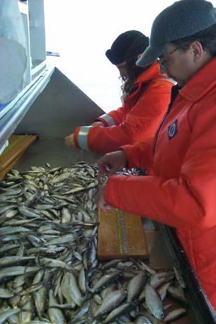 GLSC Research Programs Deepwater