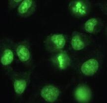 Cell Staining Test Purpose The purpose of this test is to see if GelRed and GelGreen can cross cell membranes to stain nuclear DNA.