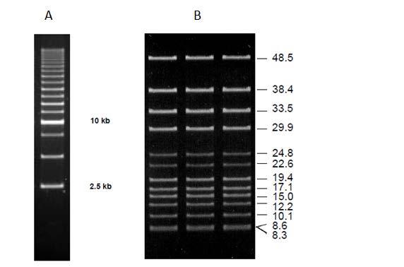 Component Volume Sample X µl of 100 ng Lonza FlashGel 5X Loading Dye 4 µl 1X Elution Buffer Add to bring up to total volume Total 18 µl 4. Prepare DNA Markers.