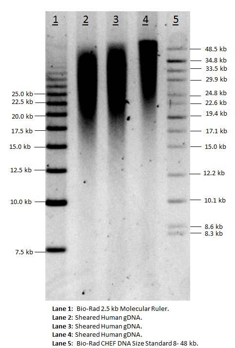 Fig 7. Examples of sheared gdna run on FIGE using a Pippin Pulse. 100 ng of sample was loaded per well and run for 16 hrs. The gel was imaged using the Alpha Imager HP system. For Research Use Only.