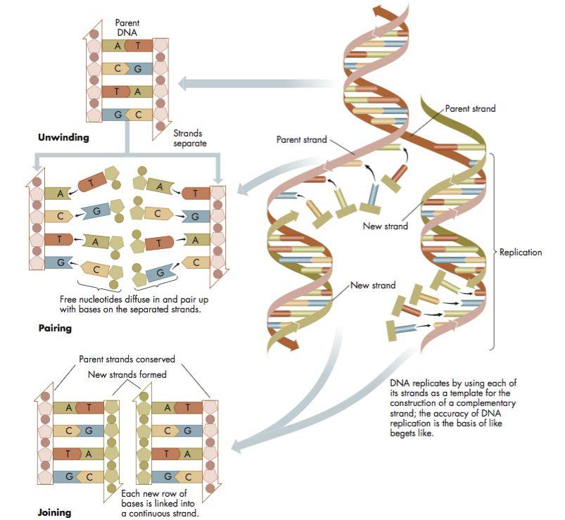 DNA replication -before cell division in the nucleus -Replication starts when a DNA molecule unzips exposing the bases -free-floating nucleotides
