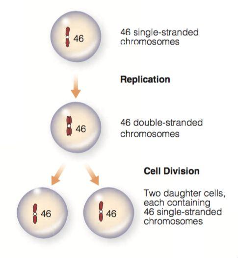 Cell Division - Mitosis and meiosis Mitosis - creation of two cells from one -Somatic cells (muscles, brain, blood cells, etc) Phase 1: DNA replication - 46 single-stranded chromosomes become 46