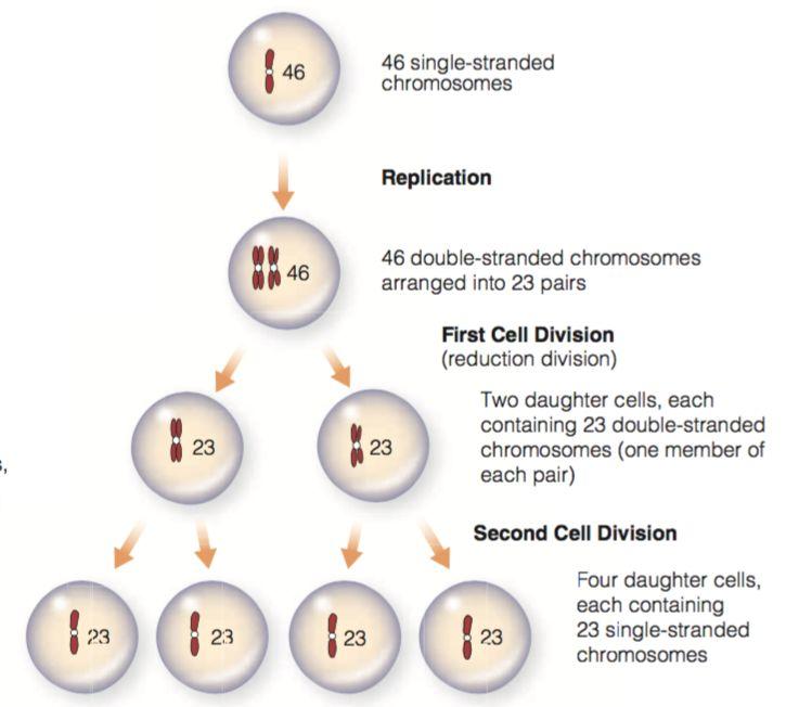 Cell Division - Meiosis Gametes -Two divisions - a reductive one a second cell division.