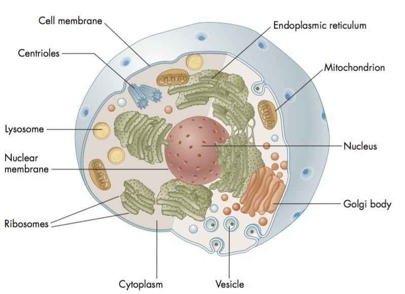 Cells - General Composition Organelles - substructures in the cell which do different things involved in the function of the cell, e.g. protein synthesis, nutrient conversion, energy storage and release, waste disposal, etc.