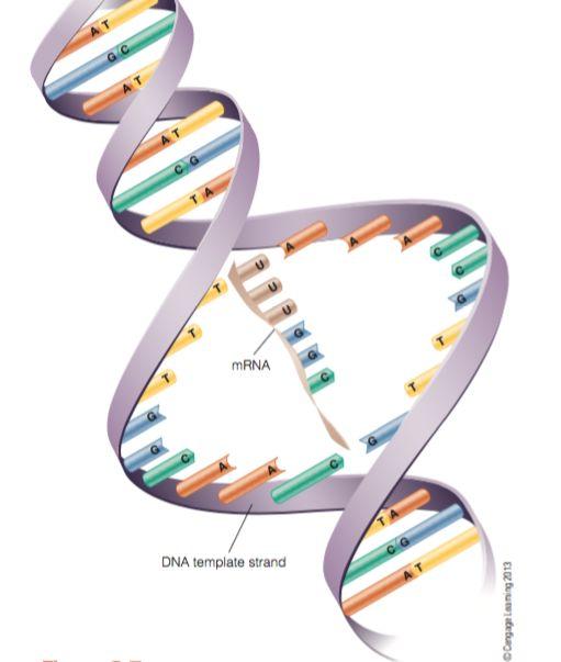 Protein Synthesis, an activity performed by DNA Starts with messenger RNA takes the copied DNA message out of the nucleus RNA - single-stranded and contains a different