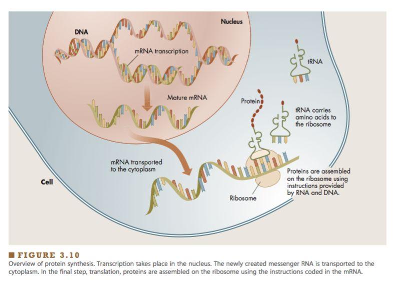 Protein Synthesis DNA directs the assembly of proteins in cells Proteins structure - chains of amino
