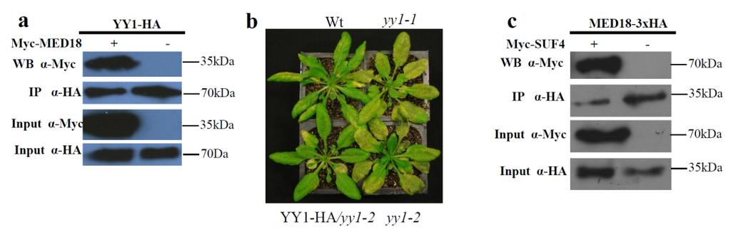 Supplementary Figure 5. Complementation of Arabidopsis yy1 mutant by the constitutive expression of YY1 and MED18 interactions with Myc-YY1 or Myc-SUF4 proteins.