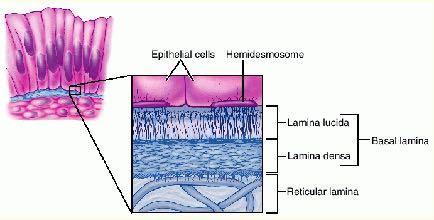 basement membrane basement membrane basal lamina flattened layer of ECM ECM