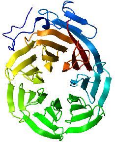 fibers - cross-linked networks of elastin and fibrillin - allow organs to stretch and recoil proteoglycans - - huge protein-gag complexes - serve as