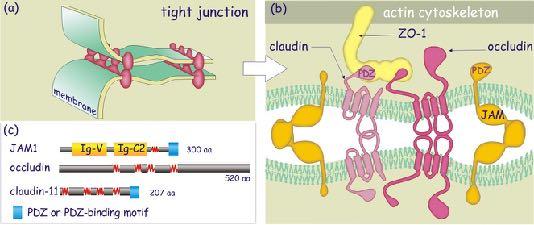 cell-cell junctions junction complex found on lateral