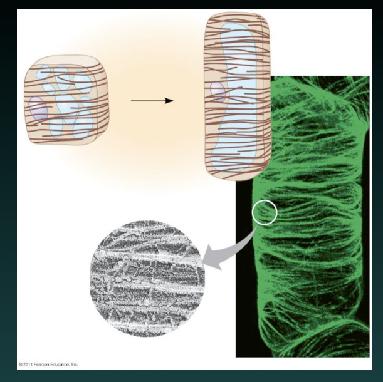 microfibrils arranged in radial arrangement restrict cell expansion cell elongation influx of