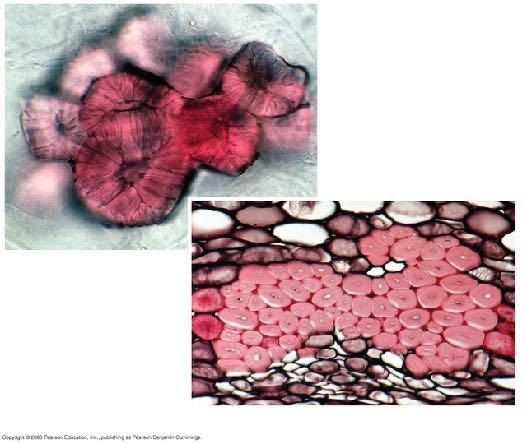 cell wall matrix layers middle lamella