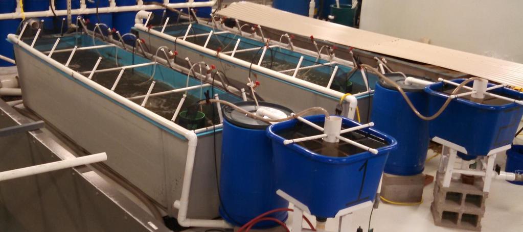 Nurseries Biofilters and Settling Chambers Hybrid Systems Shrimp (~PL 10) from Florida