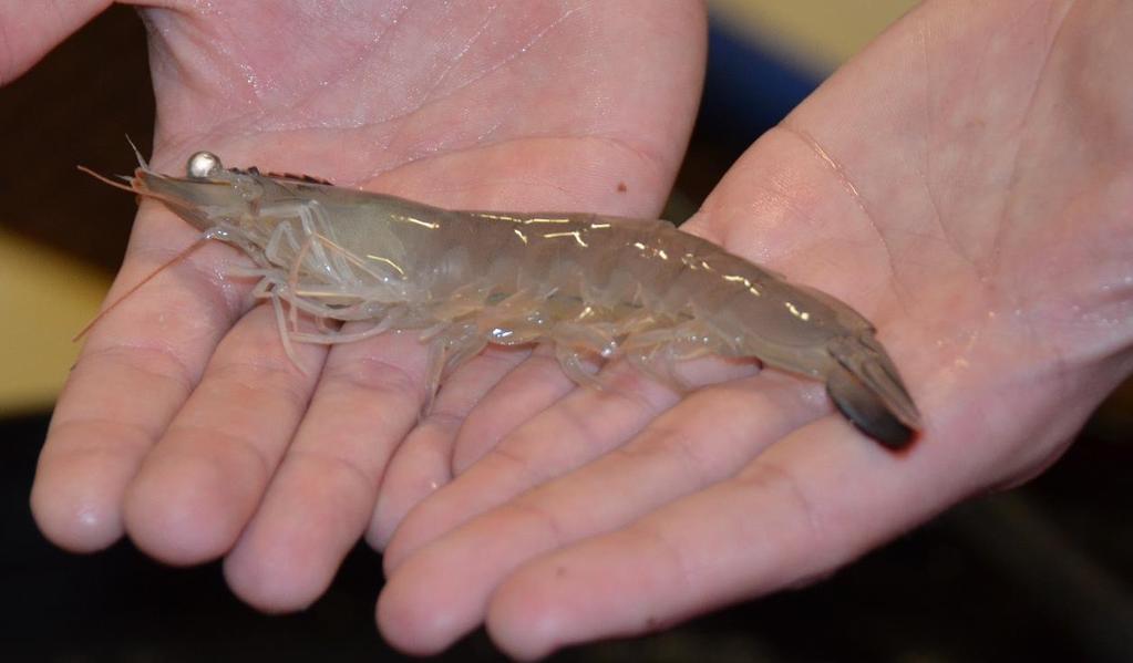Why Grow Shrimp in the US?