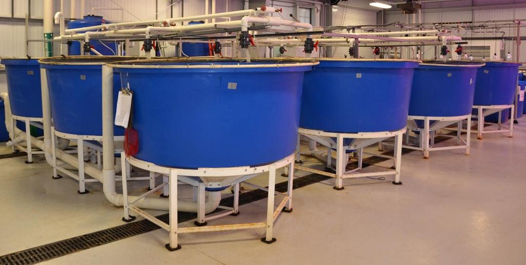 How do I Grow Shrimp Indoors? Use Recirculating Aquaculture Systems (RAS) Defined as < 1% Water Exchange per Day.