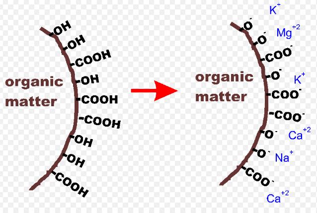 Soil organic matter also traps soil nutrients Soil organic matter increases the
