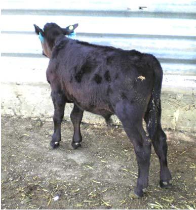 Sell calves to qualified calf grower at birth: Premium