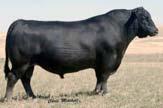Simmental are Dominant Beef Breeds for Performance Economic Trait Angus Rank