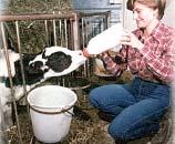 Safe Beef Starts with Healthy Cattle Treating sick cattle is a science