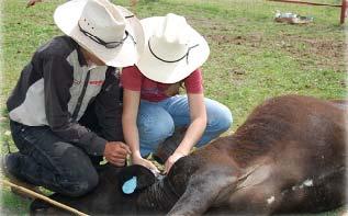 Producers work closely with veterinarians to promptly detect and treat