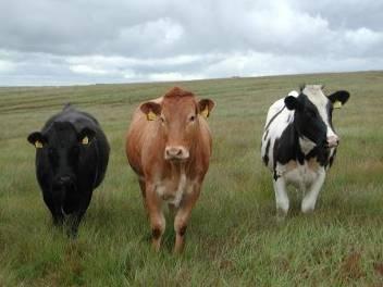 Cattle Are Important Use grasslands for feed Produce important