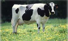 Idaho 529,366 dairy cows