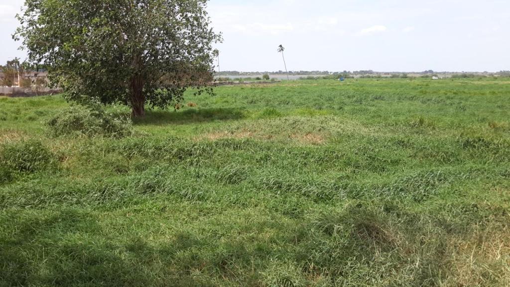 Generation, Characteristics And Treatment of Municipal Wastewater In Madurai City farm incorporates 180 acres of land. Photo 2 shows the guinea grass grown in the farm.