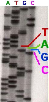 Classical Method: Sanger Sequencing +ddatp Primer New DNA strain DNA Template A +ddttp Primer New DNA strain DNA Template T +ddgtp Primer New DNA strain DNA Template G +ddctp
