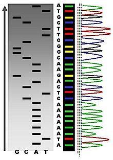 Automated Method: Sanger Sequencing +ddatp with dye Primer New DNA strain DNA Template A +ddttp with dye Primer New DNA strain DNA Template T +ddgtp with dye Primer New DNA strain DNA Template G