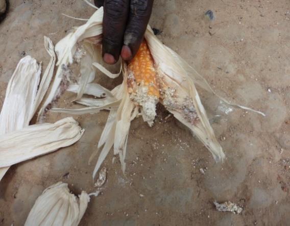 Food loss assessment study on maize and rice value chains in the DR