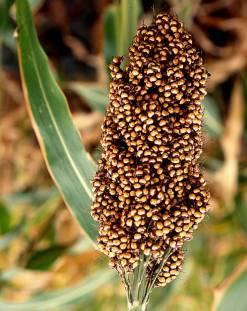 Status and prospects of millet utilization in India and global scenario P.