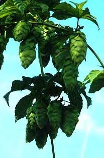 Hop Hops is used as an essential preservative and flavoring in the brewing of beer. Hop plants are propagated from runners that arise from the crown just below the soil surface.