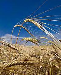 Forest-prairie zone crops Winter wheat, 30%