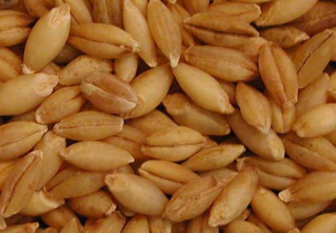 Barley Spring barley accounts for over 90% of barley area with the main production region is eastern Ukraine. It is the top feed grain in Ukraine.