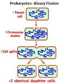 Cell Division in Prokaryotes (no nucleus) Prokaryotes such as divide by the process of.