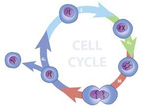 Cells divide before they become Average cycle for a cell is 22 hours.