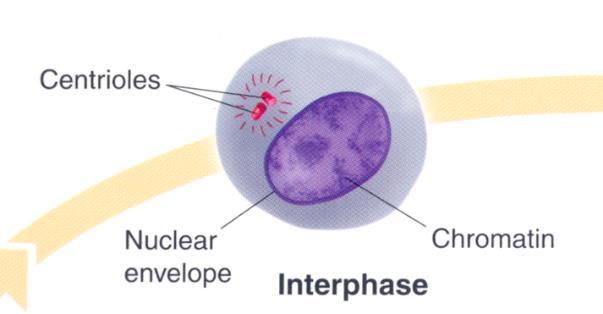 Interphase: (90%) phase of the cell cycle (G 1, G 0, S, G 2 Phase) State Description Abbreviation Interphase Gap 1 G 1 Gap 0 G 0 cell carries out normal Ribosomes phase division Some cells never