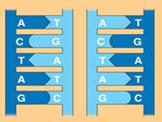 builds and the nucleotides DNA is made out of an original strand with a new strand.