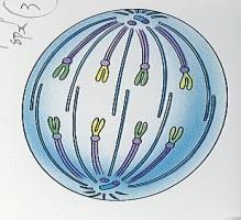 Prophase move to the opposite sides Spindle form Visible ( ) Nuclear envelope