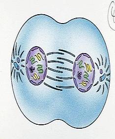 with CYTOKINESIS IN PLANT CELLS Daughter cell Cell forms