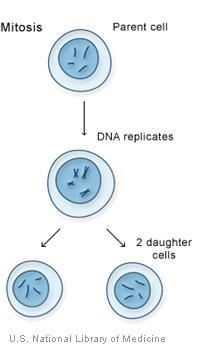MITOSIS (ASEXUAL) Practice problem: Parent Cell