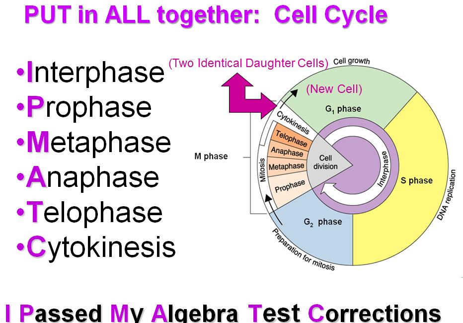 daughter cells each with (same as parent) Practice