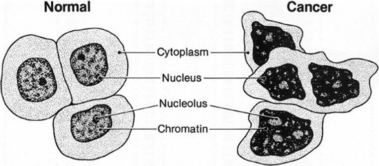 by: regulates timing of cell division Regulator including growth factors Apoptosis: when a cell is programmed to Cell Cycle Disorder: CANCER
