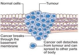 regulate growth of most cells. Cancer cells form of cells called and cause to other cells and tissues a.